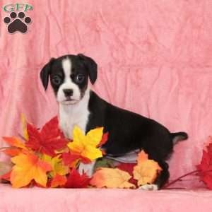 Daffodil, Boston Terrier Mix Puppy